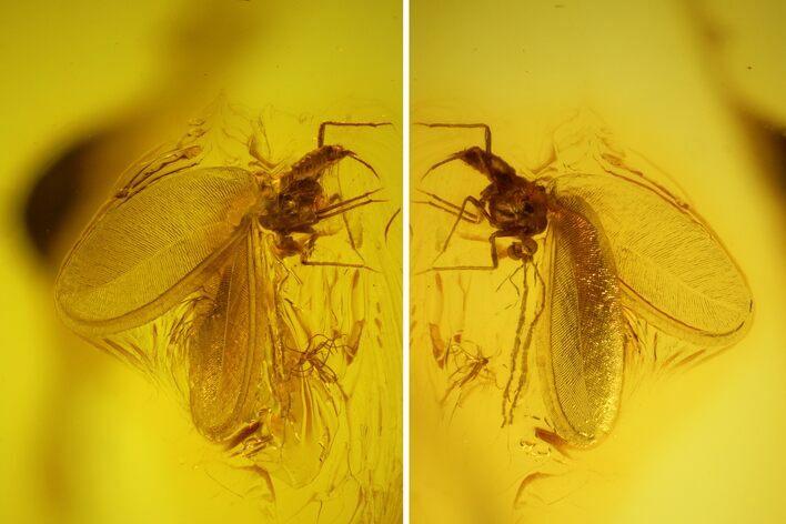Fossil Scale Insect (Coccoidea) & Beetle (Coleoptera) in Baltic Amber #163500